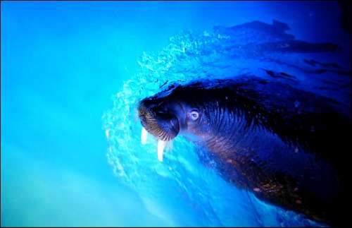 Walrus Sea Lion Sea Meeresbewohner Underwater