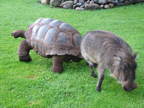 Warthog Turtle Africa Animal Wild Hog