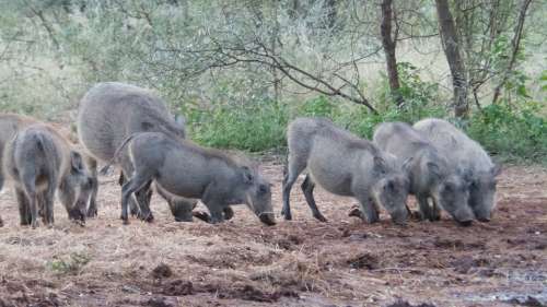 Warthogs Pigs Africa Limpopo