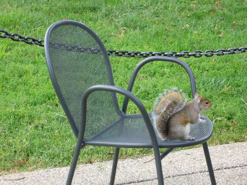 Washington Park Squirrel Chair