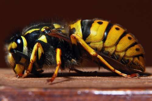 Wasp Yellow Warning Toxic Wing Sting Rest Animal