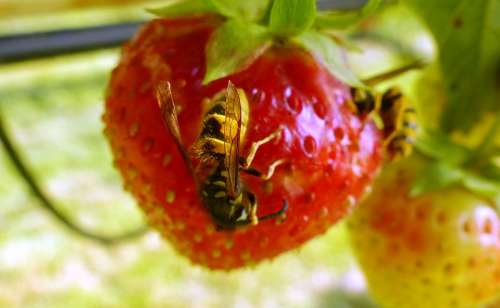 Wasp Strawberry Ecology Insect