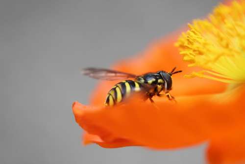 Wasp Poppy Insect Pollination Animal