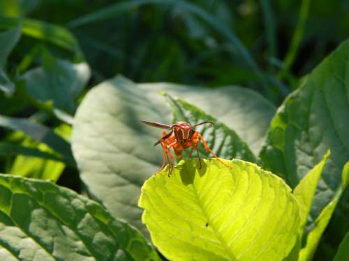 Wasp Leaf Insect Nature Yellow Bee Macro Green