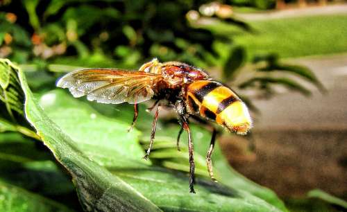 Wasp Insect Yellow Jacket Sting Nature Leaf Bee