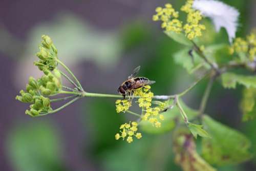 Wasp Bee Flower Plant Green Macro