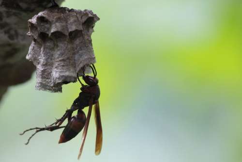 Wasps Bee Honey Flying Insects