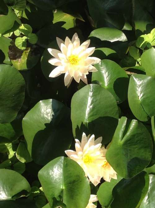 Water Lily Flower White Aquatic Plant Pond
