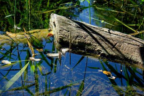 Water Pond Lake Waters Beauty Decay