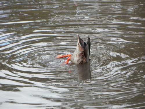 Water Duck Rump Ducktail Beams Foraging