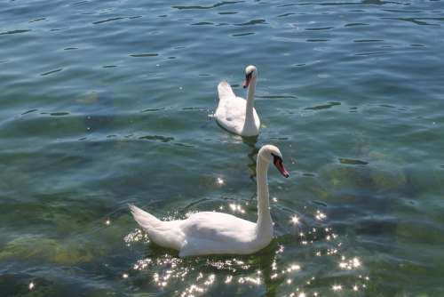 Water Swan Lake