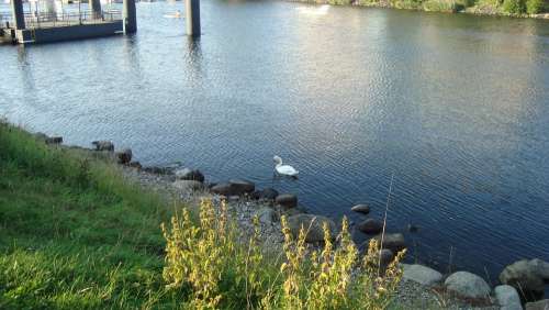 Water River Grass Bird Swan Stones Kiel Germany
