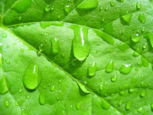 Water Drops Leaves Green Astronira Nature Rain