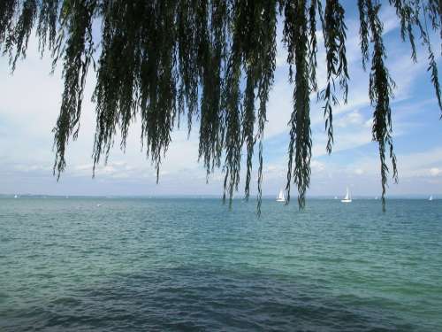 Water Lake Romanshorn Weeping Willow Pasture