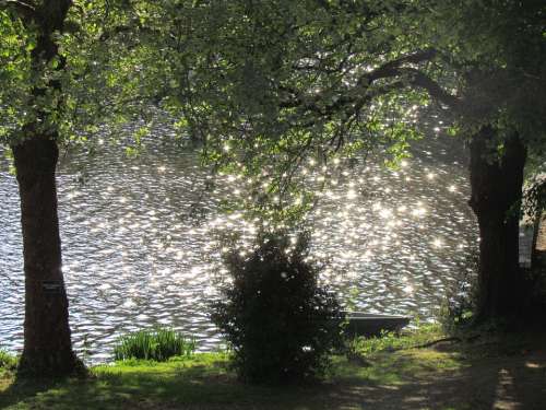 Water Sparkle Tree Lake
