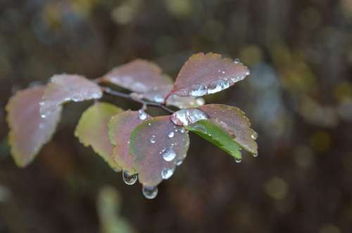 Water Drip Frozen Autumn Winter Ice Nature Slr