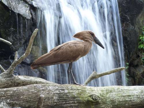 Water Bird Animal Aviary Waterfall Nature