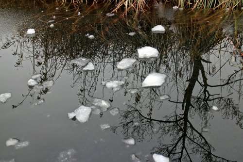 Water Ice Mirroring Frozen Plant Winter Nature