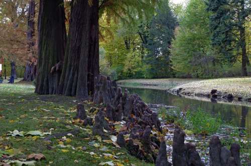 Water Park Autumn Tree Torrent