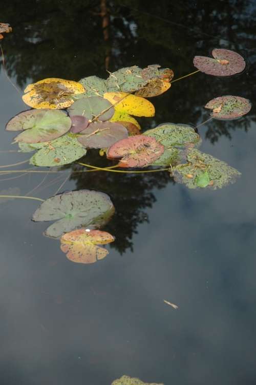 Water Lily Pond Water Lilies Leaf Reflection