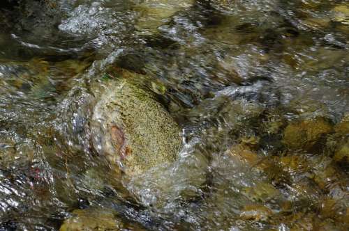 Water Current Flowing River