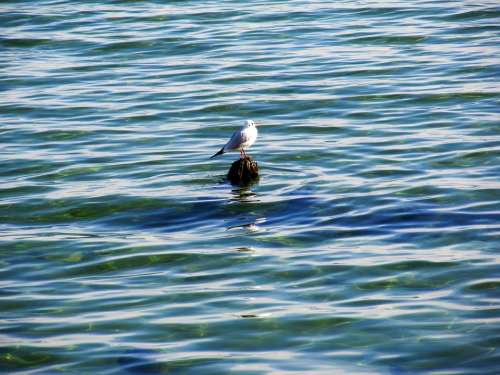 Water Sea Water Bird Bird Lake Constance Lake