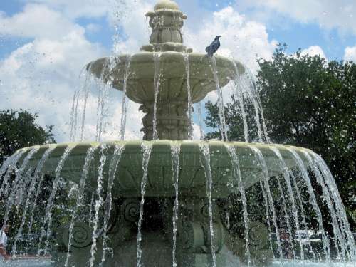 Water Fountain Water Fountain Bird Crow Scenery