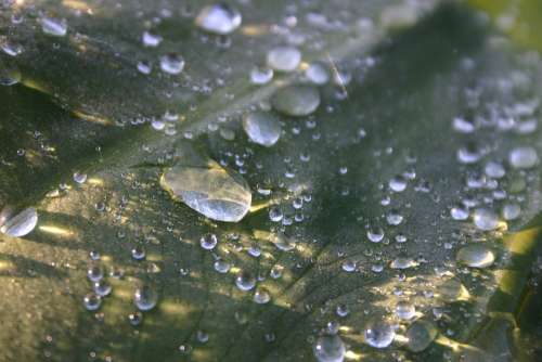 Water Leaf Droplets Beautiful Close-Up Macro