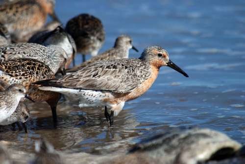 Water Standing Red Knot Birds Animals Fauna