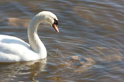 Water Swan Mute Profile Swans Birds Animals