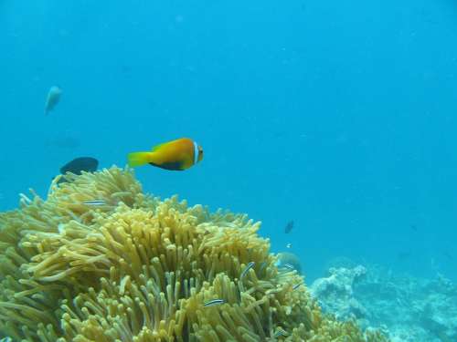 Water Ocean Fish Clown Maldives Anemone Reef
