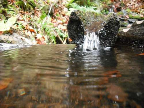 Water Spring Flows Wood Nature Sheet Trough