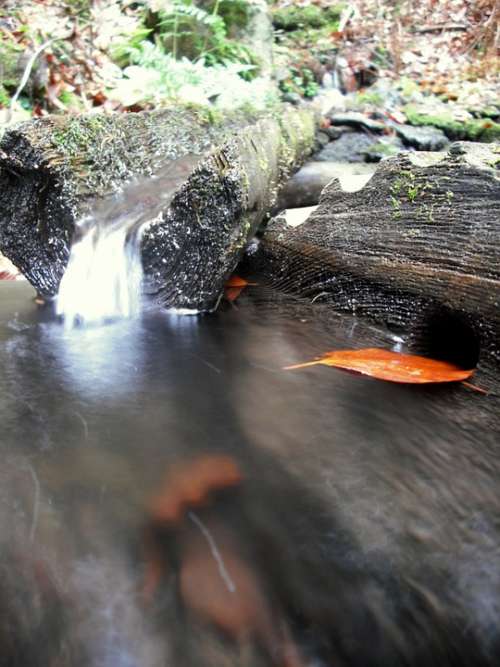 Water Spring Flows Wood Nature Sheet Trough