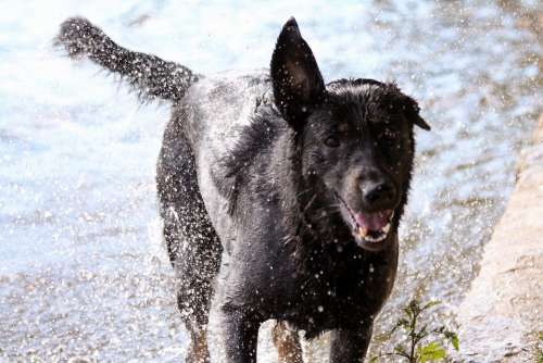 Water Wet Dog