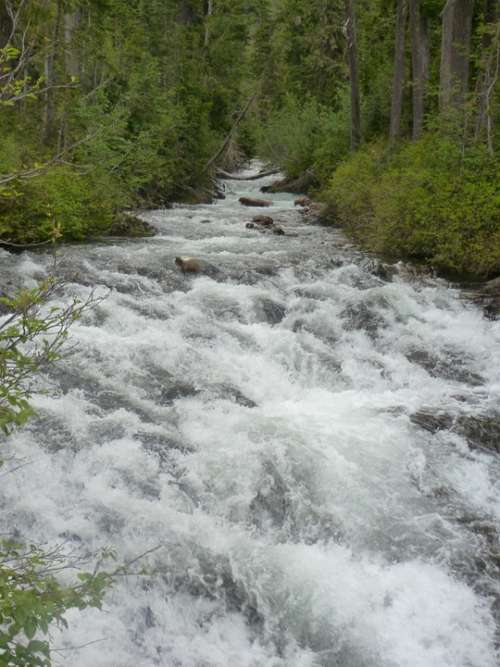 Water Creek Mt Rainier Nature Stream Landscape