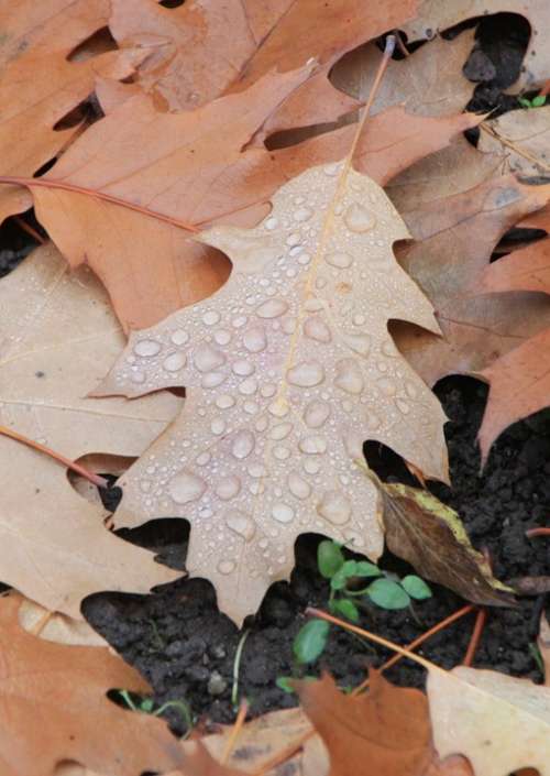 Water Droplets Leaf Fallen Autumn Leaves