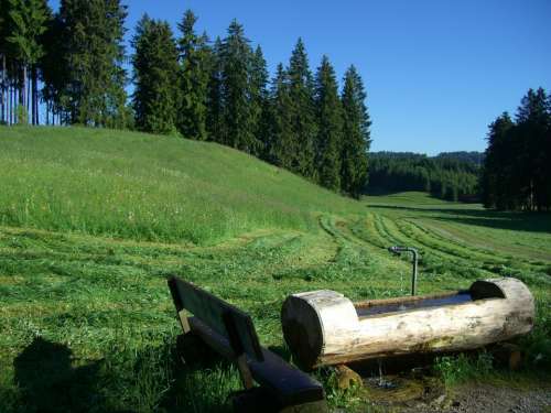 Water Fountain Log Only Meadow Grass Mowed Green