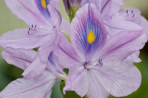 Water Hyacinth Eichhornia Inflorescence