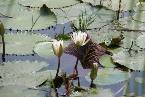 Water Lilies Flowers Nature