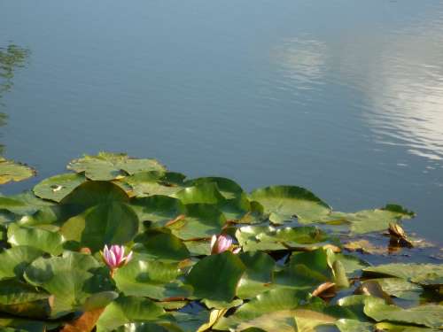 Water Lilies Lotus Summer