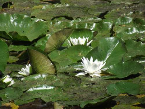 Water Lilies Flower Green Flowers