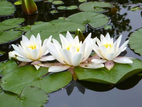 Water Lilies White Pond