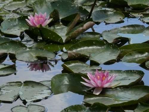 Water Lilies Nuphar Bavaria Dennenlohe Park