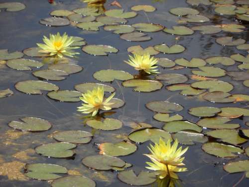 Water Lilies Lily Pond Bloom Yellow Water Pond