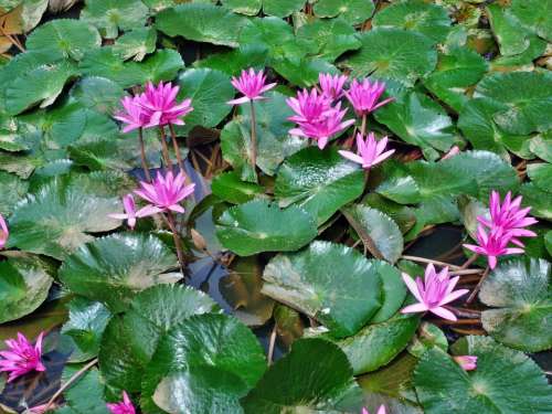 Water Lilies Pink Flower Plant Nature Lotus Pond