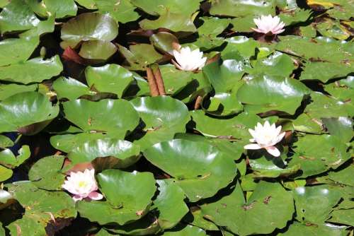 Water Lilies Water Flower Lily Nature Plant Pond