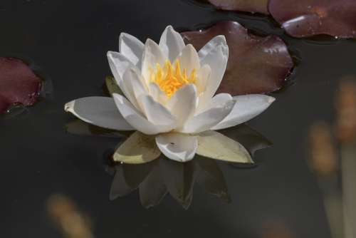 Water Lily Aquatic Plant Water Flower