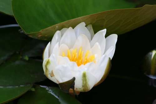 Water Lily Aquatic Plant Blossom Bloom