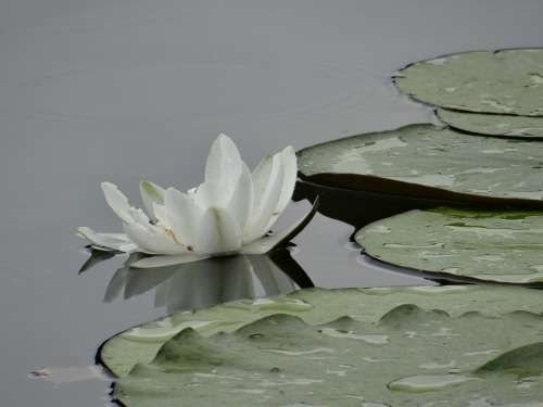 Water Lily Pond Pond Plant Nature