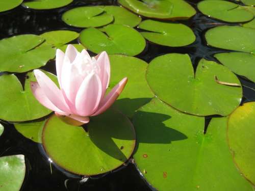 Water Lily Flower Blossom Bloom Aquatic Plant Pink